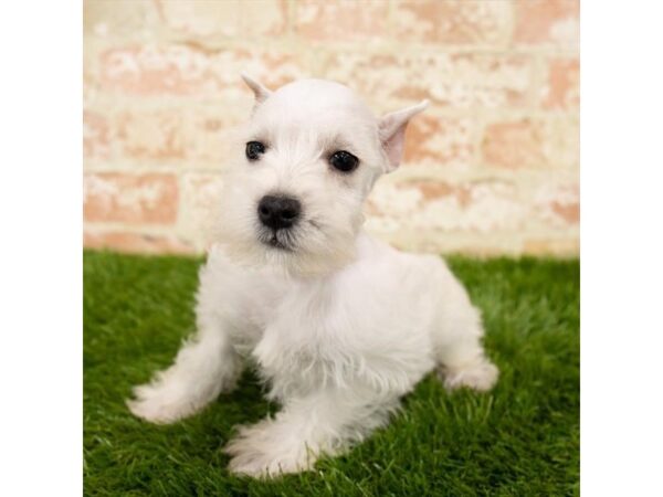 Miniature Schnauzer DOG Male White 14352 Petland Chillicothe, Ohio