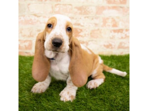 Basset Hound DOG Female Red / White 14350 Petland Chillicothe, Ohio