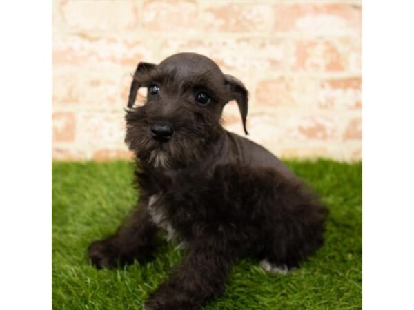 Miniature Schnauzer DOG Female Black 14353 Petland Chillicothe, Ohio