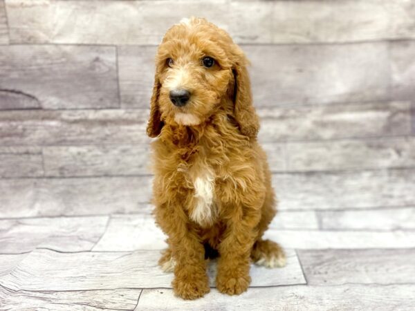 Goldendoodle DOG Male Golden 14326 Petland Chillicothe, Ohio