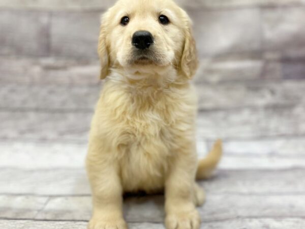 Golden Retriever DOG Male Golden 14327 Petland Chillicothe, Ohio