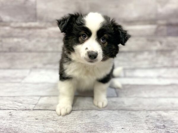 Aussie Mo-DOG-Male-Black & White-14328-Petland Chillicothe, Ohio