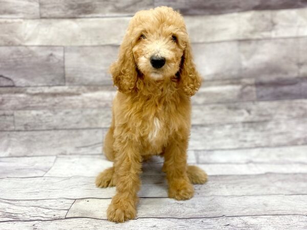 Goldendoodle DOG Male Apricot 14329 Petland Chillicothe, Ohio