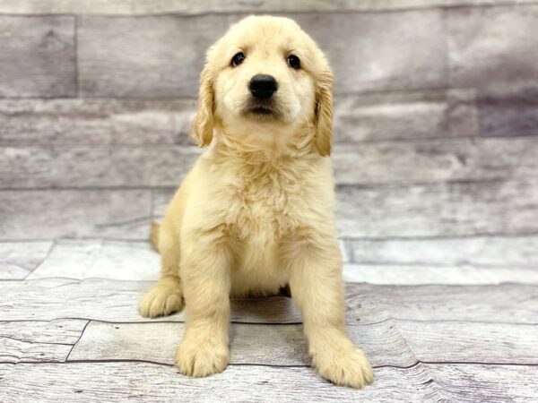 Golden Retriever DOG Female Golden 14330 Petland Chillicothe, Ohio