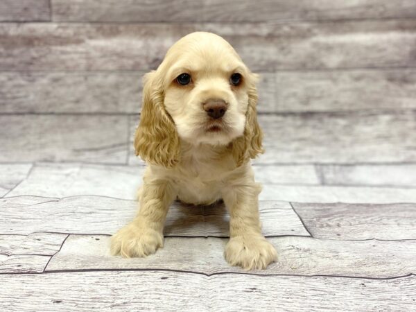 Cocker Spaniel DOG Male BUFF 14336 Petland Chillicothe, Ohio