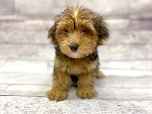 Yorkshire Terrier-DOG-Female-BLK TAN-14334-Petland Chillicothe, Ohio