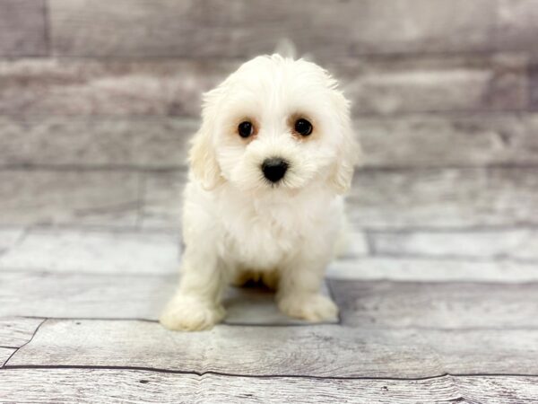 Havanese DOG Male WHITE 14331 Petland Chillicothe, Ohio