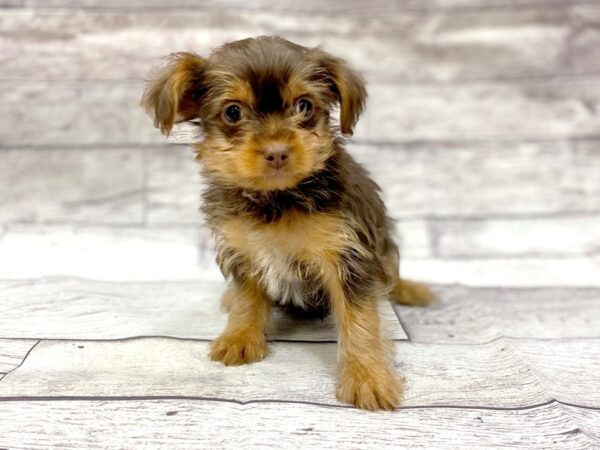 Yorkshire Terrier DOG Male Chlt & Tn 14340 Petland Chillicothe, Ohio