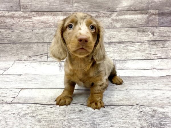 Dachshund DOG Male Chlt & Tn 14342 Petland Chillicothe, Ohio