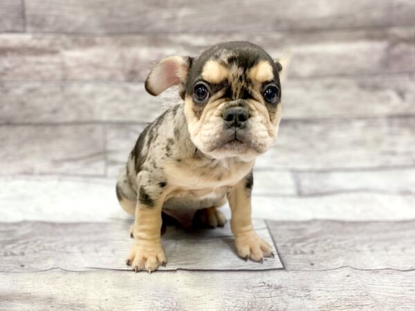 French Bulldog DOG Male Blk & Tn 14339 Petland Chillicothe, Ohio