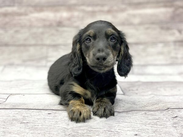 Dachshund DOG Male Blk & Tn 14345 Petland Chillicothe, Ohio