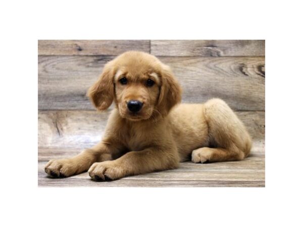 Golden Retriever DOG Female Golden 14358 Petland Chillicothe, Ohio