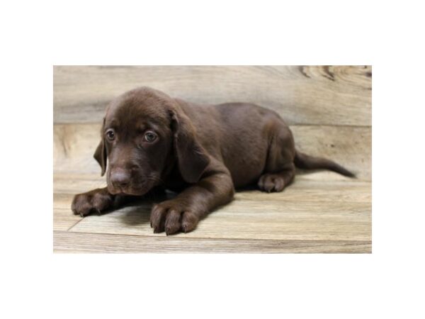 Labrador Retriever DOG Female Chocolate 14359 Petland Chillicothe, Ohio