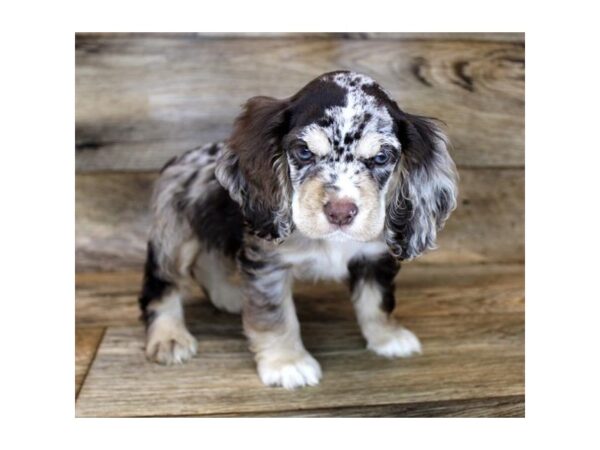 Cocker Spaniel DOG Male Chocolate Roan 14356 Petland Chillicothe, Ohio