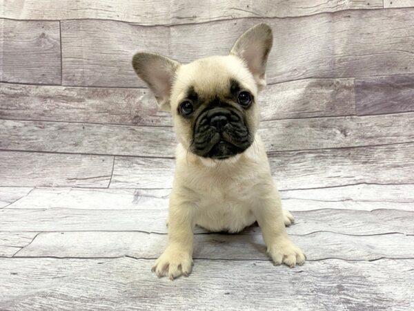 Masked fawn online french bulldog