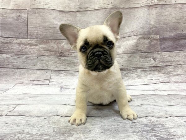 French Bulldog DOG Male Fawn Black Mask 14362 Petland Chillicothe, Ohio