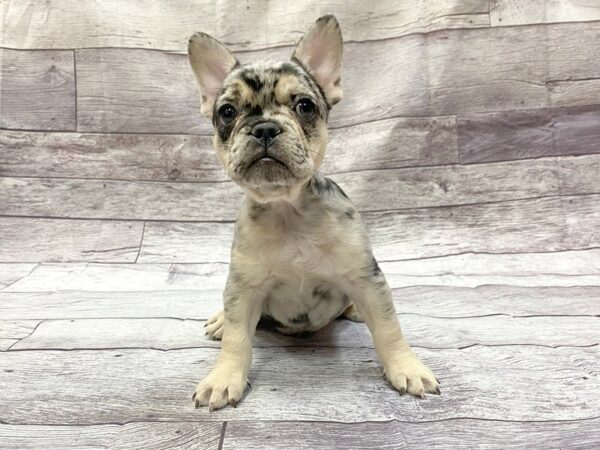 French Bulldog-DOG-Male-Black Merle-14361-Petland Chillicothe, Ohio