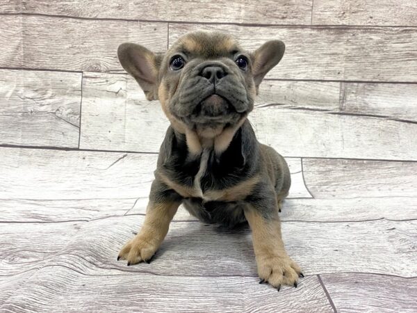 French Bulldog-DOG-Female-Tri-14363-Petland Chillicothe, Ohio