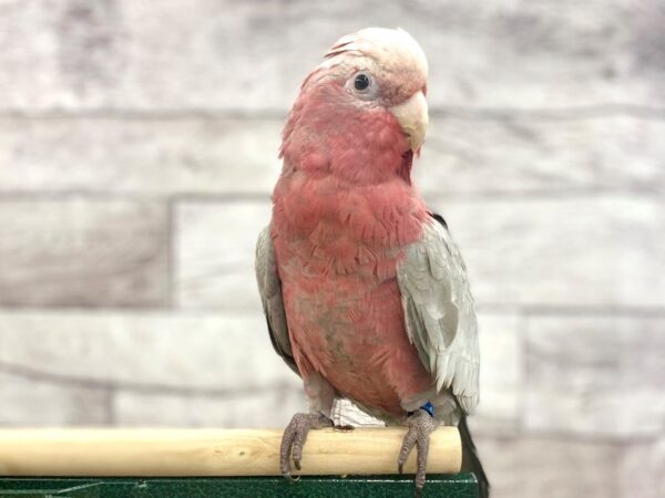 Rose Breasted Cockatoo BIRD Male Pink & Gray 14325 Petland Chillicothe, Ohio