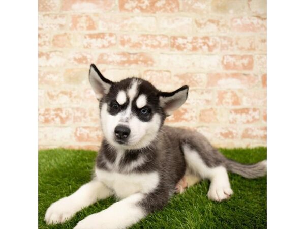 Siberian Husky DOG Male Black / White 14366 Petland Chillicothe, Ohio