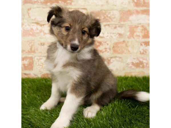 Shetland Sheepdog DOG Male Sable / White 14365 Petland Chillicothe, Ohio