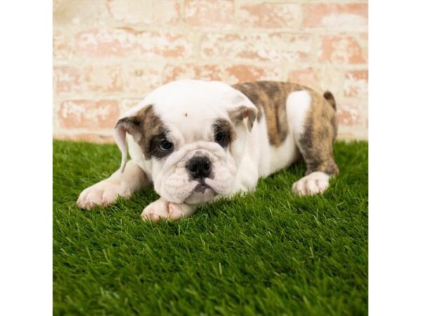 Bulldog DOG Female Fawn / White 14367 Petland Chillicothe, Ohio