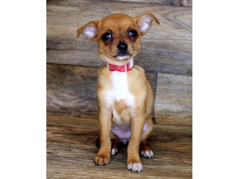 Chihuahua Puppy Red ID:14369 Located at Petland Chillicothe, Ohio