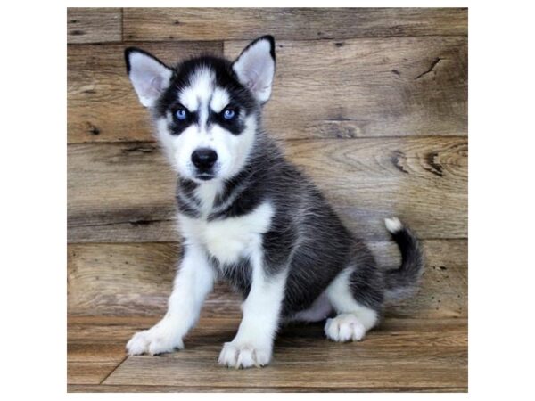 Siberian Husky DOG Male Black / White 14371 Petland Chillicothe, Ohio
