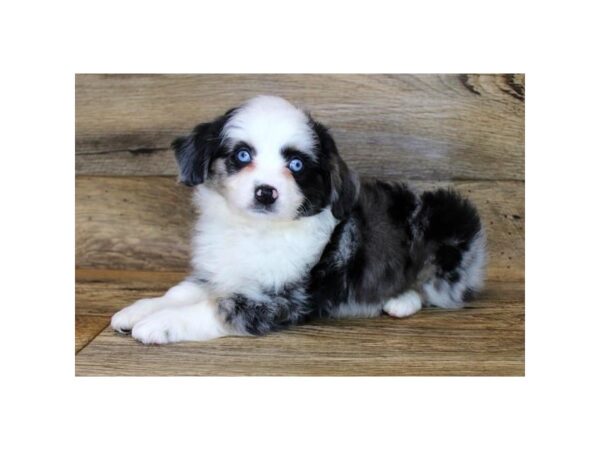 Miniature Australian Shepherd DOG Female Blue Merle 14372 Petland Chillicothe, Ohio