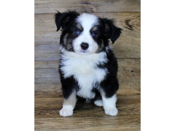 Miniature Australian Shepherd DOG Male Black White / Tan 14373 Petland Chillicothe, Ohio