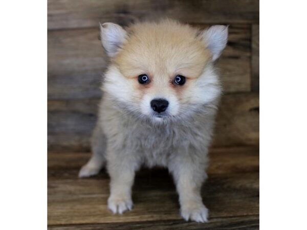 Pomeranian DOG Female Orange Sable 14370 Petland Chillicothe, Ohio