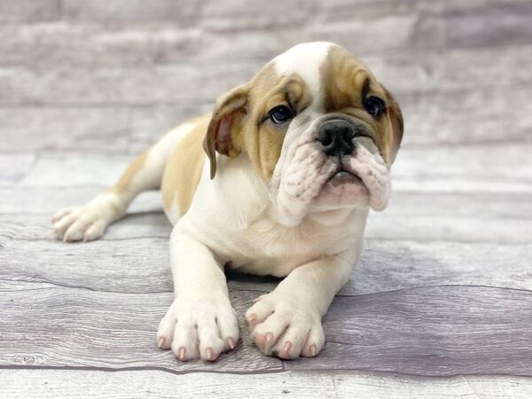 Bulldog DOG Male Fawn / White 14364 Petland Chillicothe, Ohio