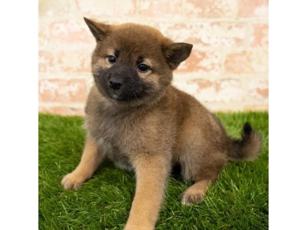 Red sesame shiba sales inu