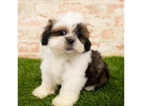 Shih Tzu DOG Male Brindle / White 14376 Petland Chillicothe, Ohio