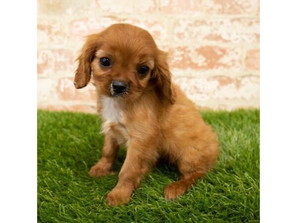 Cavalier King Charles Spaniel DOG Female Ruby 14374 Petland Chillicothe, Ohio