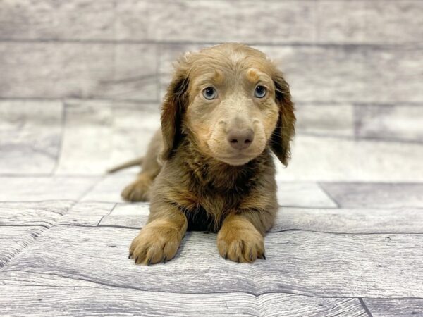 Dachshund DOG Male Long Hair Isabella 14378 Petland Chillicothe, Ohio