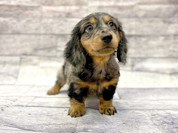 Dachshund DOG Male Long Hair Dapple 14377 Petland Chillicothe, Ohio