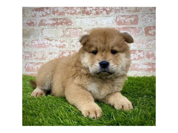 Chow Chow-DOG-Female-Red-14379-Petland Chillicothe, Ohio