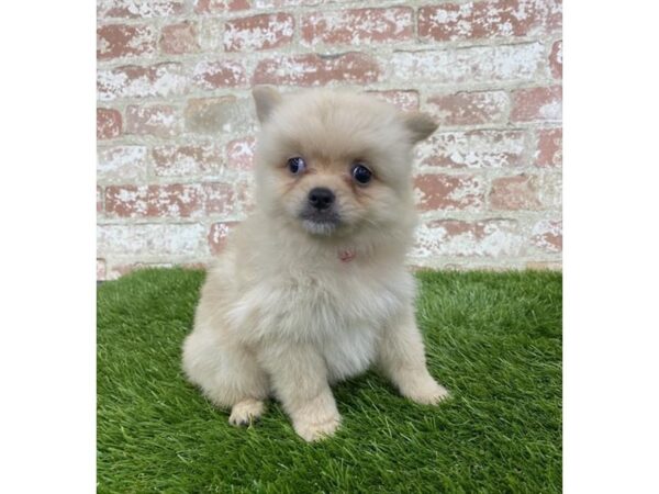 Pomeranian DOG Female Orange 14380 Petland Chillicothe, Ohio
