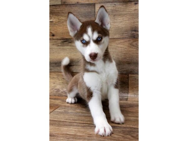 Siberian Husky DOG Female Red / White 14389 Petland Chillicothe, Ohio