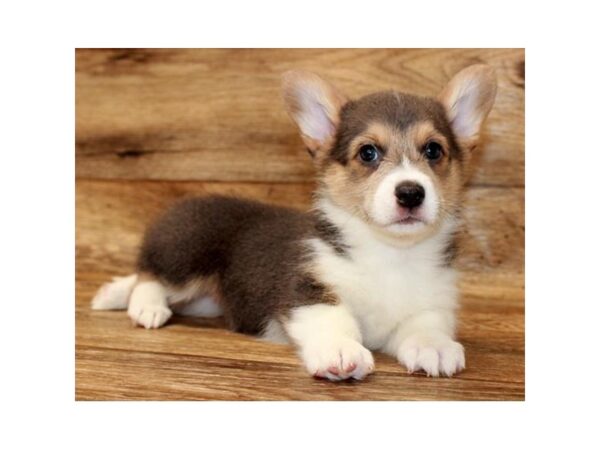 Pembroke Welsh Corgi DOG Female Blue / Tan 14387 Petland Chillicothe, Ohio