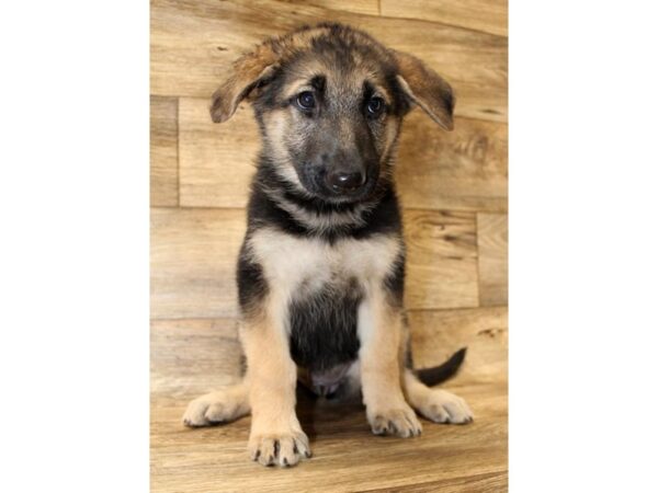 German Shepherd DOG Female Black / Tan 14390 Petland Chillicothe, Ohio