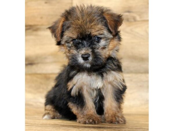 Morkie DOG Female Black / Tan 14391 Petland Chillicothe, Ohio