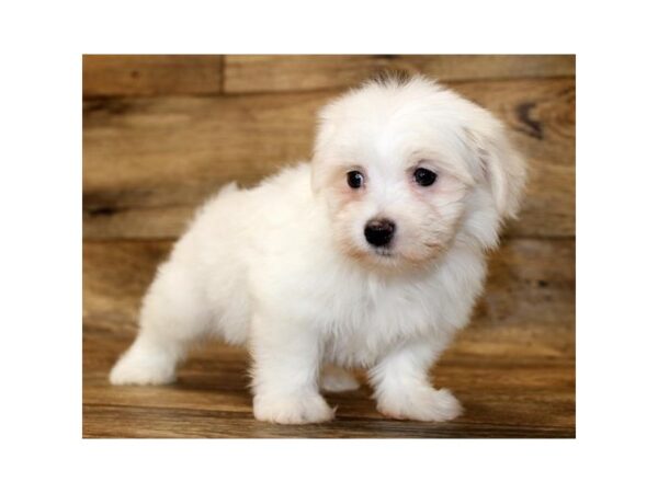 Maltese DOG Male White 14386 Petland Chillicothe, Ohio
