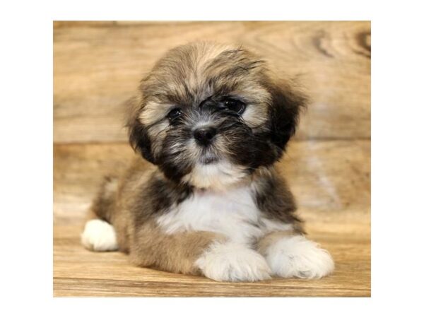 Lhasa Apso DOG Female Grizzle 14385 Petland Chillicothe, Ohio