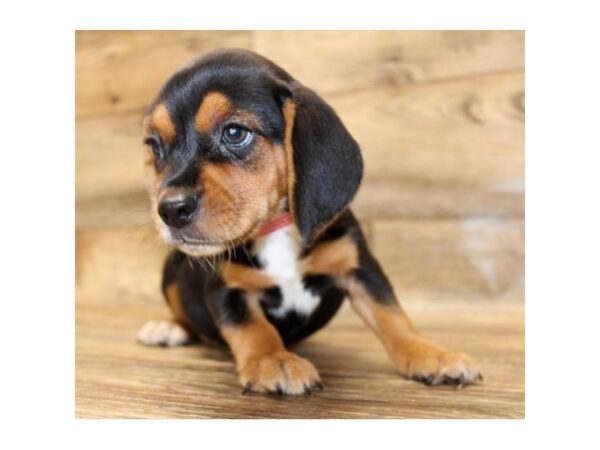 Beagle DOG Female Black Tan / White 14383 Petland Chillicothe, Ohio