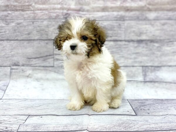Teddy Bear DOG Female brown white 14382 Petland Chillicothe, Ohio