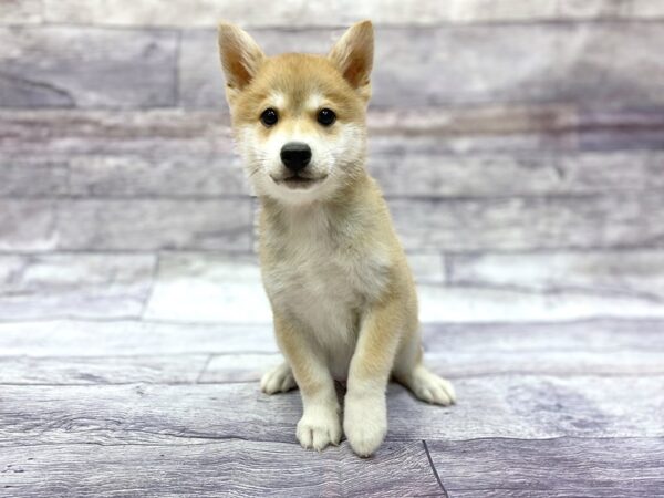 Shiba Inu DOG Male Red Sesame 14394 Petland Chillicothe, Ohio