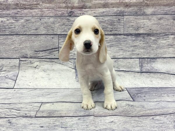 Beagle DOG Male fawn white 14392 Petland Chillicothe, Ohio