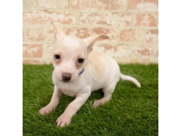 Chihuahua DOG Male Fawn 14400 Petland Chillicothe, Ohio